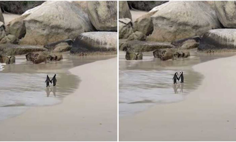 Penguin Couple Spotted 'Romantically Holding' Hands While Walking Along Beach