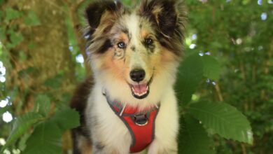 Sheltie Lifespan - What to Expect & How to Help a Sheltie Live Longer
