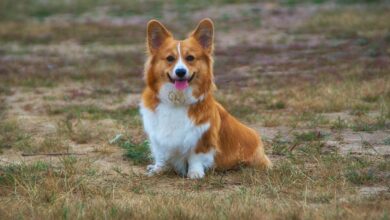 10 Dog Breeds That Look Like They're Always Smiling