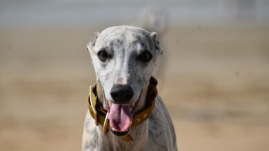 Whippet Lifespan - What to Expect & How to Help a Whippet Live Longer