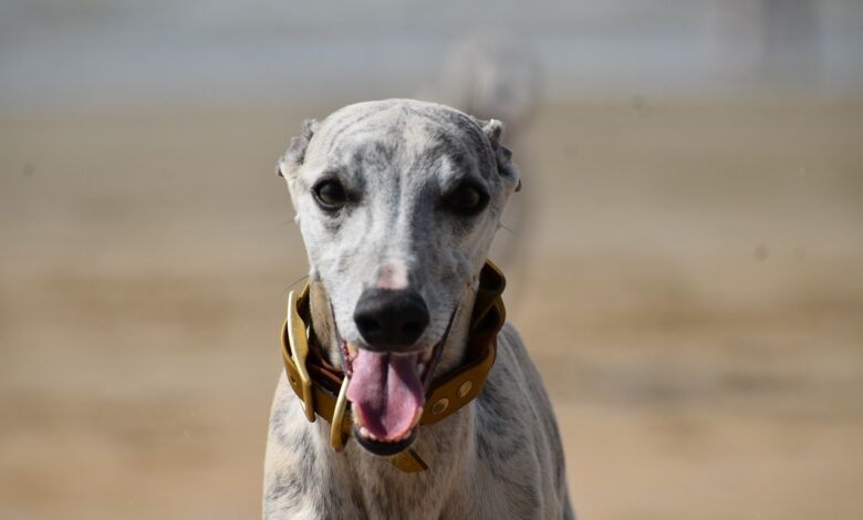 Whippet Lifespan - What to Expect & How to Help a Whippet Live Longer