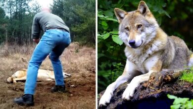 Man Saved A Dying Wolf And Her Cubs, Years Later The Wolf Returned The Favor