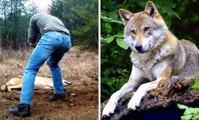 Man Saved A Dying Wolf And Her Cubs, Years Later The Wolf Returned The Favor