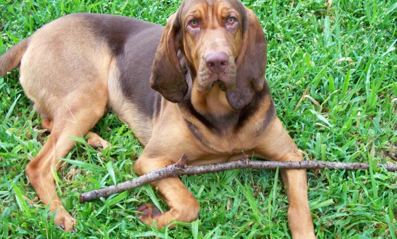 The History and Origin of the Bloodhound: A Comprehensive Look