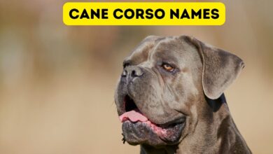 Photo of Cane Corso dog