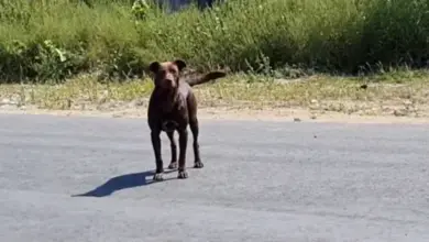 The street dog waits in the same place every day for someone to come rescue him