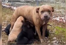 Mother Dog Carries Her Babies To A House That Had Its Lights On