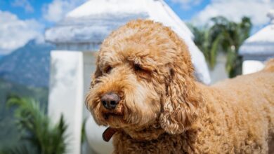 The History and Origin of the Labradoodle: A Comprehensive Look