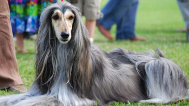 Price of an Afghan Hound by US region [2024]
