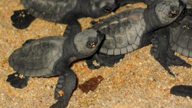 Baby turtles hatch in May at Siladen Resort