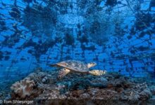 New UN online exhibition presents the winners of the 2023 World Oceans Day Photo Contest