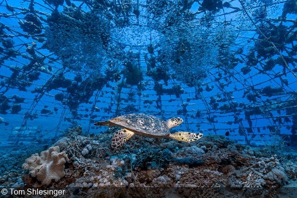 New UN online exhibition presents the winners of the 2023 World Oceans Day Photo Contest