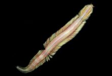 Newly discovered deep-sea worm moves like a magic carpet