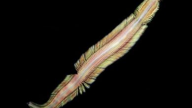 Newly discovered deep-sea worm moves like a magic carpet
