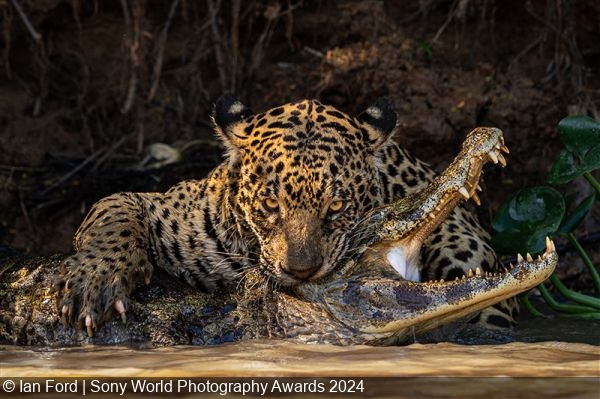Winners and finalists of the 2024 Sony World Photography Awards Open Competition