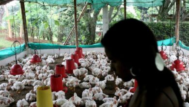 Disease experts expressed concern that bird flu could spread to humans