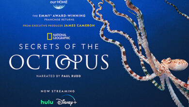 Stream National Geographic's “The Octopus” on Hulu and Disney+