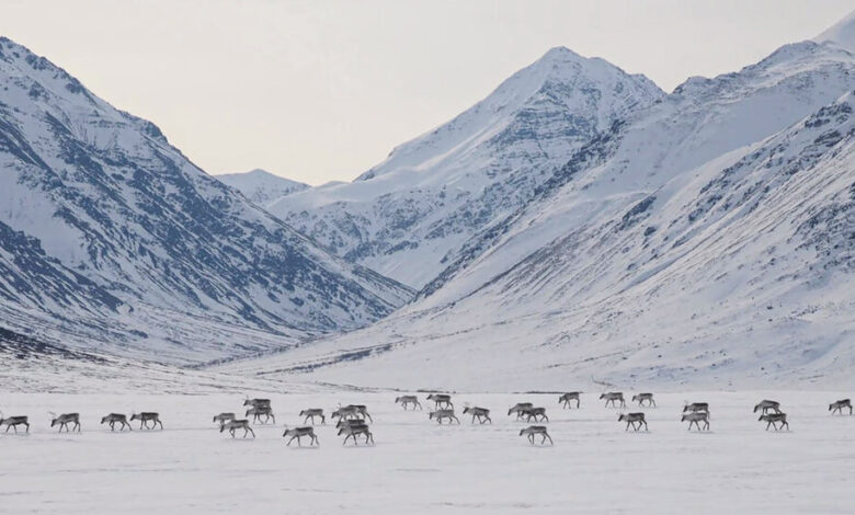Biden protects millions of acres of wilderness in Alaska from drilling and mining