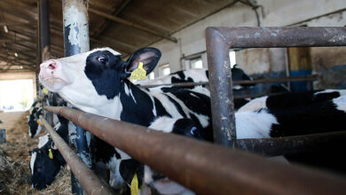 Avian flu attacks dairy farms nationwide