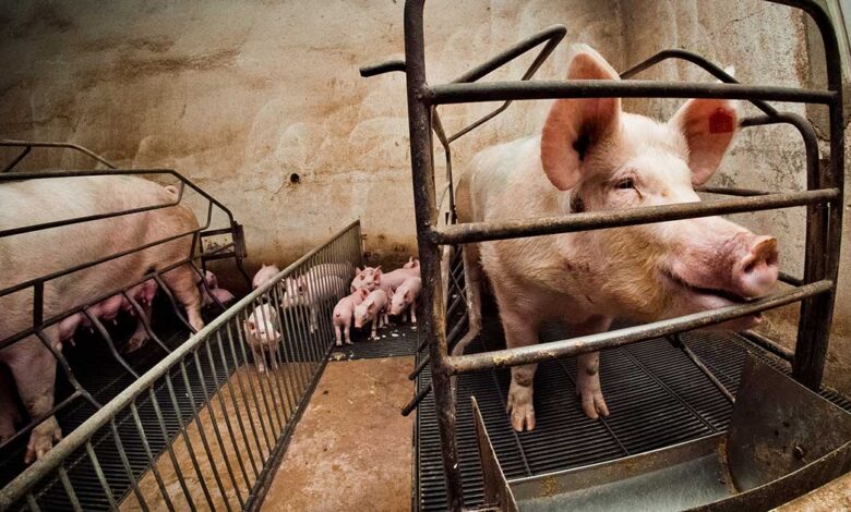 10 things you need to know about pig farming