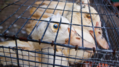 Campaign launched to ban the sale of foie gras in Ann Arbor, Michigan