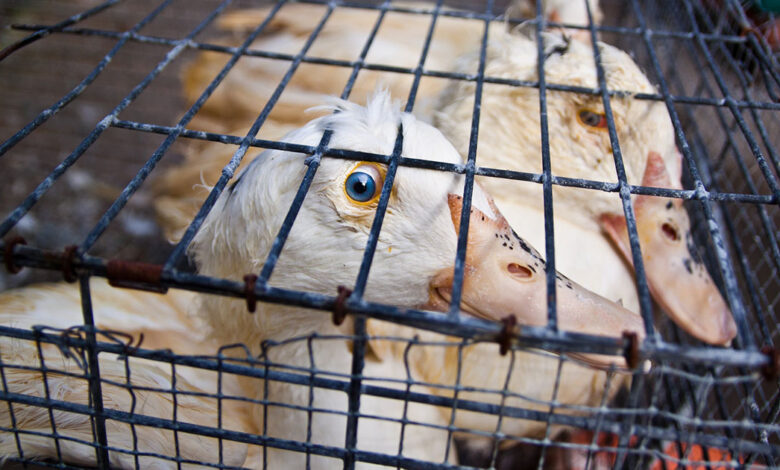 Campaign launched to ban the sale of foie gras in Ann Arbor, Michigan