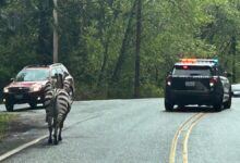 Zebra Gang Escapes the Petting Zoo with a Daring Cross-State Run, One Still on the Way