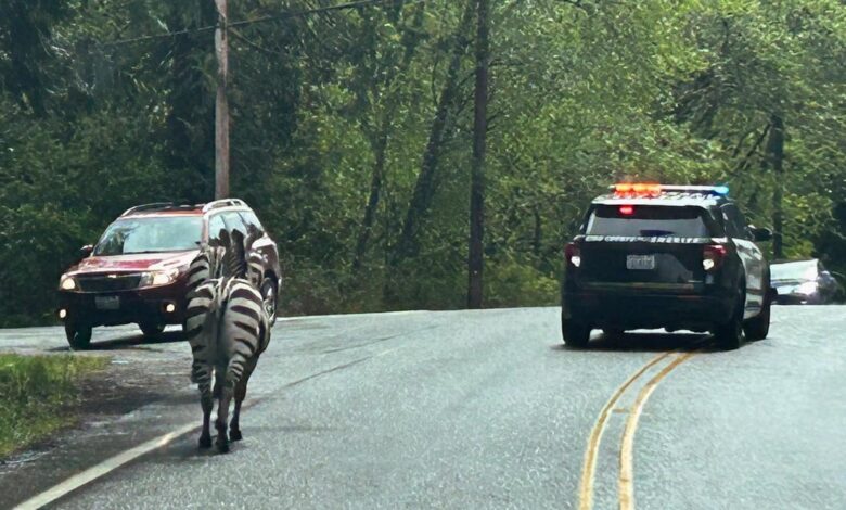 Zebra Gang Escapes the Petting Zoo with a Daring Cross-State Run, One Still on the Way