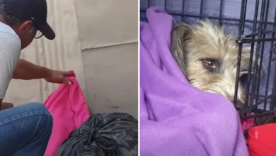 Abandoned dog discovers his real family