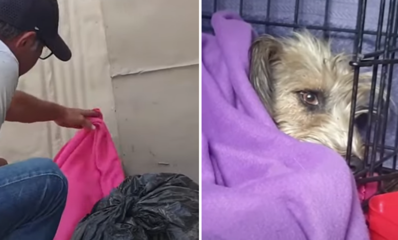 Abandoned dog discovers his real family