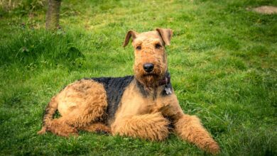 Price of an Airedale Terrier puppy by region of the United States [2024]