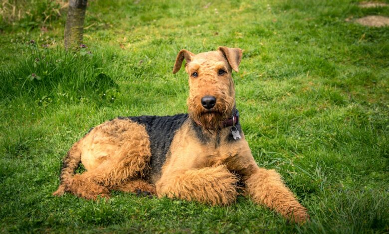 Price of an Airedale Terrier puppy by region of the United States [2024]