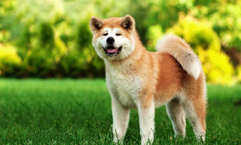 Top 10 Dog Breeds for Extreme Climates