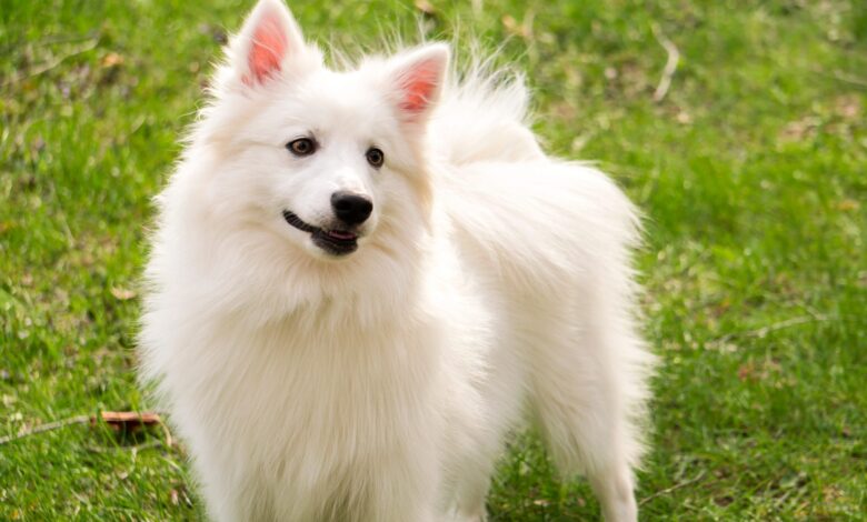 15 most popular dog breeds on the planet