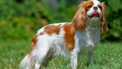 The 12 cutest dog breeds that always look like puppies