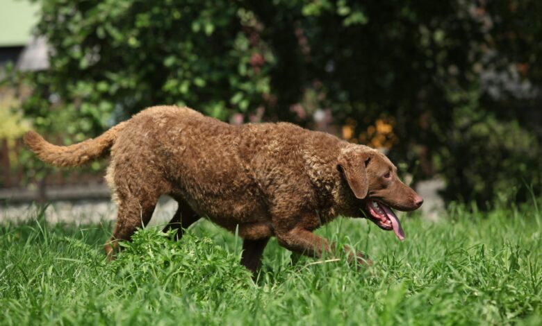 25 adorable things about Chesapeake Bay retrievers