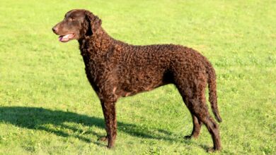 Weight and height of male and female curly-coated retrievers by age