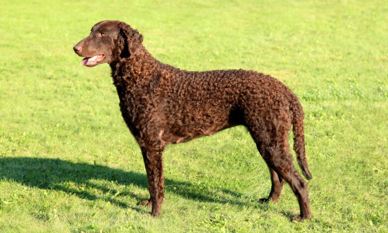 Weight and height of male and female curly-coated retrievers by age