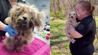 The 18-year-old blind dog that went missing three years ago smelled his mother's skin