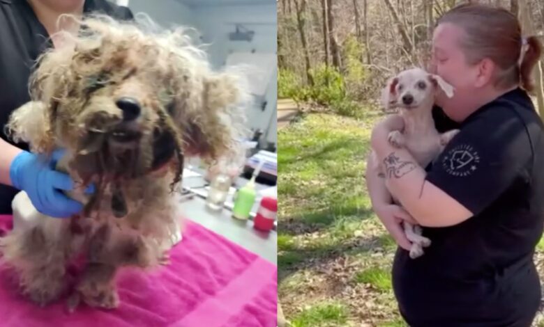 The 18-year-old blind dog that went missing three years ago smelled his mother's skin