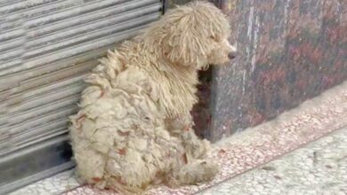A shopper at a clothing store encounters a dirty homeless dog and gives it a makeover