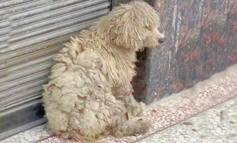 A shopper at a clothing store encounters a dirty homeless dog and gives it a makeover
