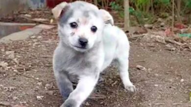 The puppy limped to the woman begging for food, but instead she gave him everything