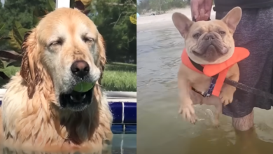 Dogs happily indulge in underwater adventures