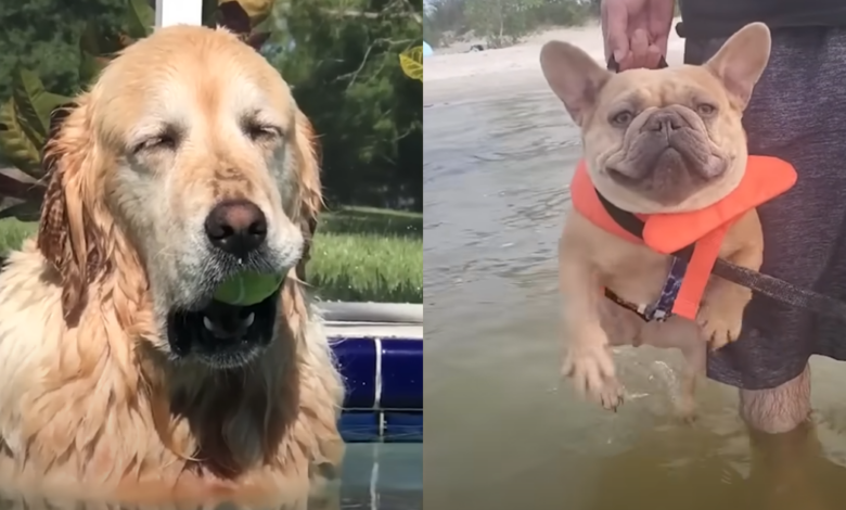 Dogs happily indulge in underwater adventures