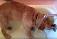 Golden Retriever dog bathes himself and has the 'cutest' habit