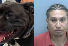 The resident faces charges of shooting the family dog ​​and making threats against children