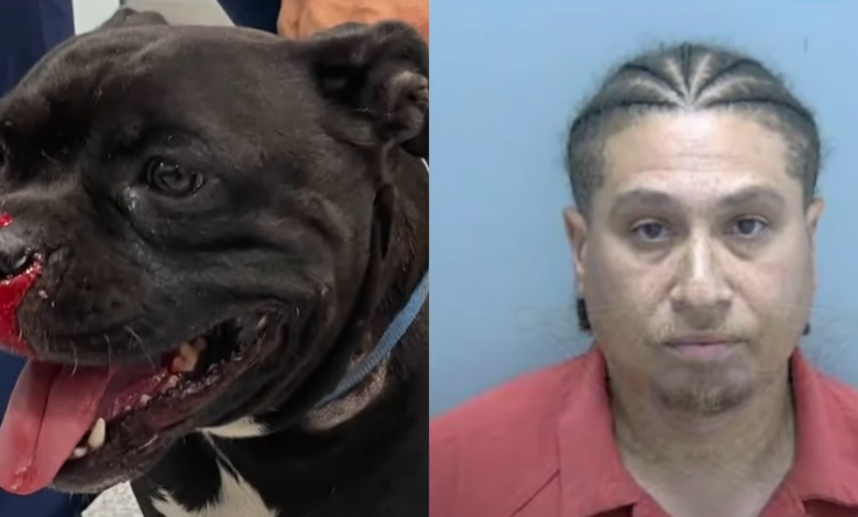 The resident faces charges of shooting the family dog ​​and making threats against children
