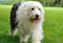 25 adorable things about Old English sheepdogs