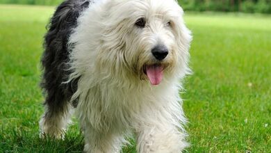 25 adorable things about Old English sheepdogs